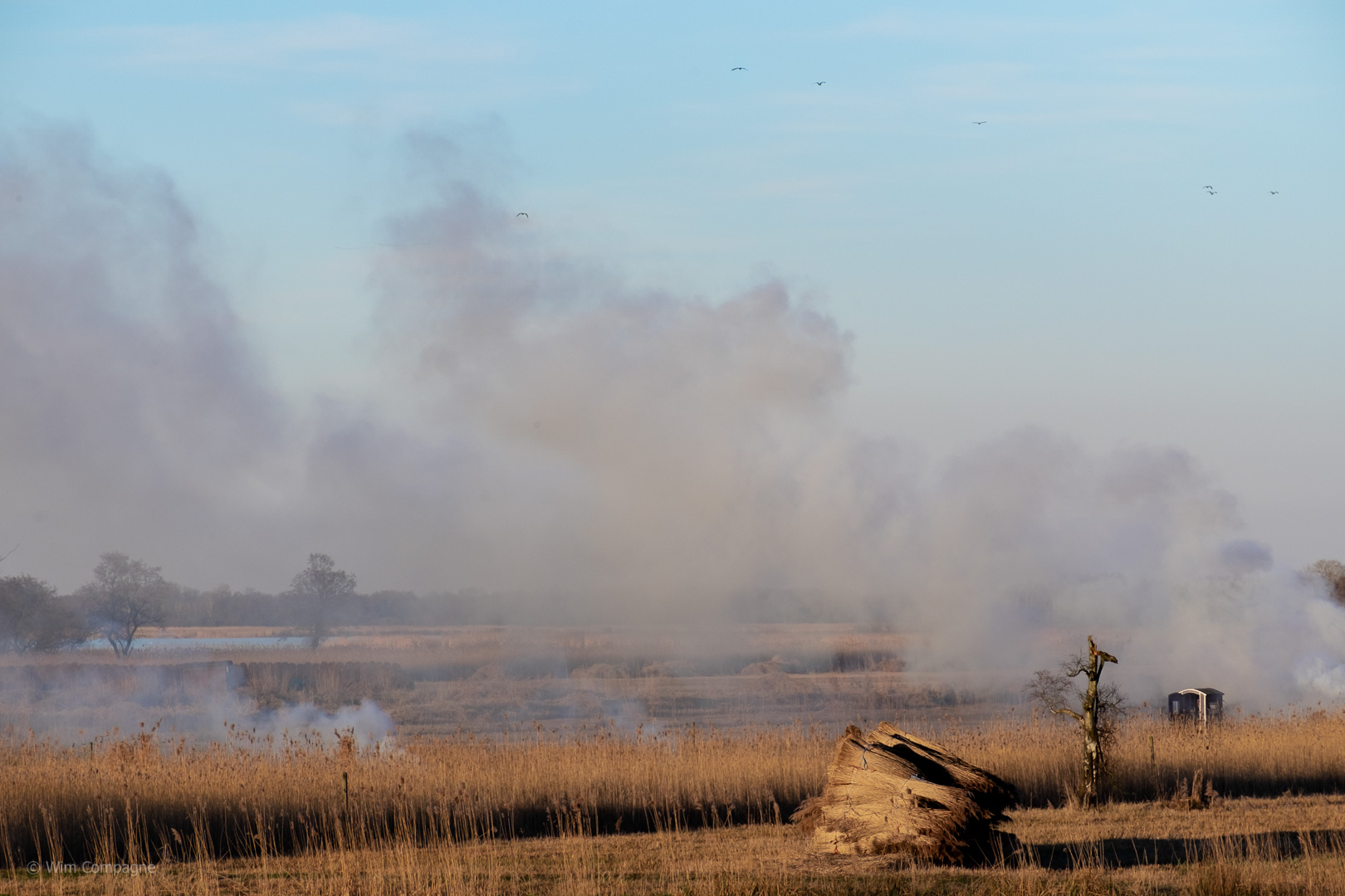 rietland in de kop van Overijssel Nederland na de oogst worden de rietresten verbrand.